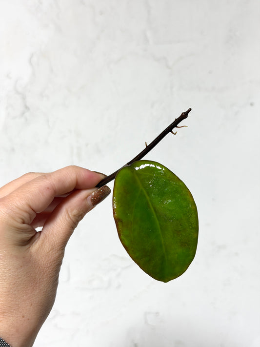 Hoya 'Penny's Treat' - Fresh Cutting