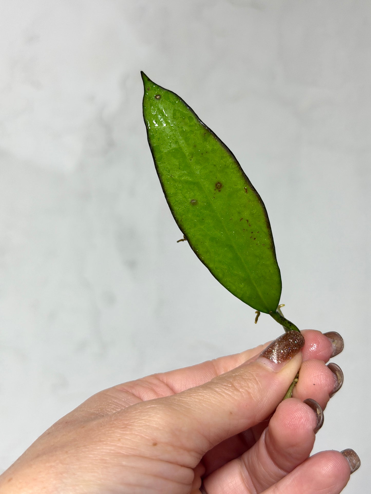 Hoya 'Lime Sherbet' - Fresh Cutting