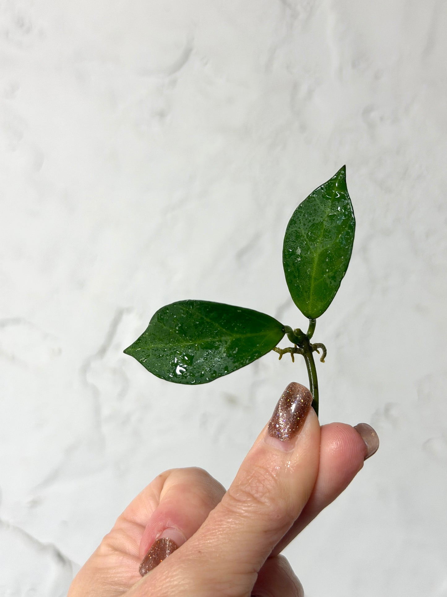 Hoya 'Sunrise' x UKN - Fresh Cutting