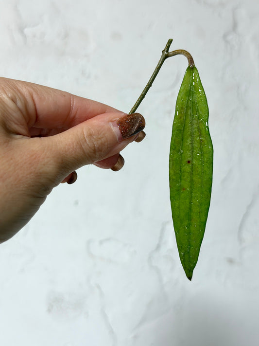 Hoya sp. Bengkulu (fka Rindu Raflessia) - Fresh Cutting