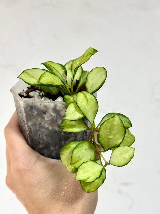 3" Hoya heuschkeliana (Inner Variegated) - Dade Plant Co