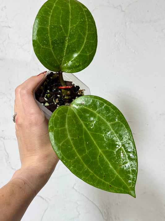 4' Hoya latifolia 'Dinner Plate' - Dade Plant Co