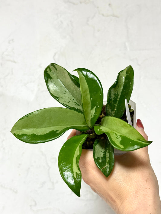 3" Hoya carnosa 'Silver Moon' (AH-074) - Dade Plant Co