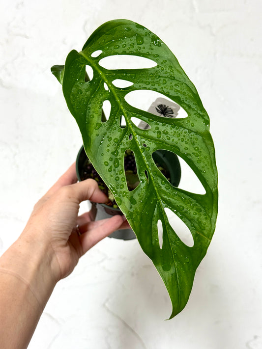 4" Monstera adansonii var. 'Laniata' - Dade Plant Co