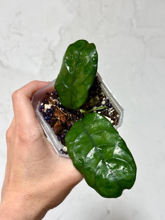 3" Hoya villosa