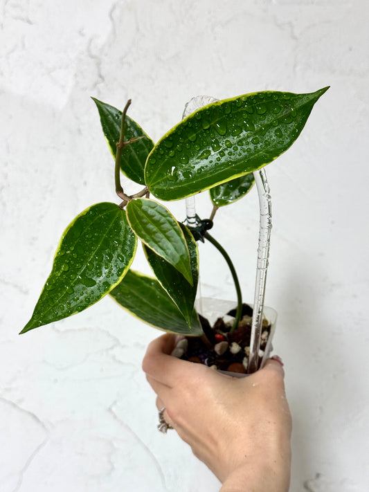 3' Hoya latifolia (fka macrophylla Albomarginata) - Dade Plant Co