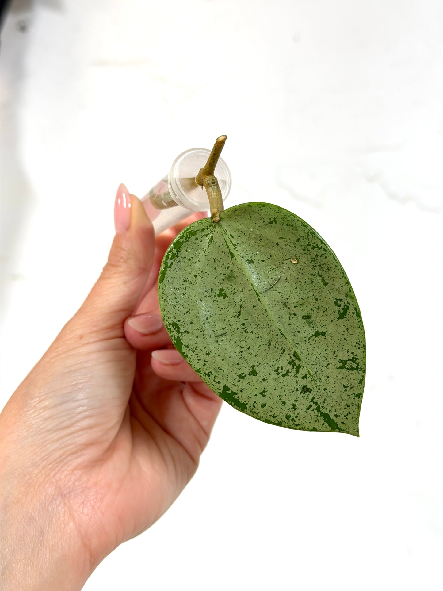 Hoya verticillata (Heartshaped Silver)- Fresh Cutting