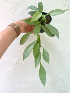 3" Hoya Nicholsoniae ' New Guinea Ghost' - Dade Plant Co