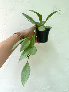 3" Hoya Nicholsoniae ' New Guinea Ghost' - Dade Plant Co