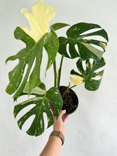 Load image into Gallery viewer, 6&quot; Monstera Thai Constellation - Dade Plant Co
