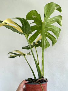 6" Monstera Thai Constellation - Dade Plant Co