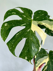 6" Monstera Thai Constellation - Dade Plant Co