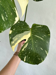 6" Monstera Thai Constellation - Dade Plant Co