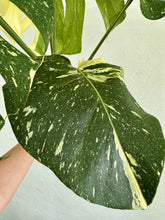 Load image into Gallery viewer, 6&quot; Monstera Thai Constellation - Dade Plant Co
