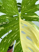 Load image into Gallery viewer, 6&quot; Monstera Thai Constellation - Dade Plant Co

