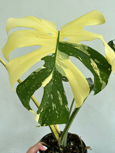 6" Monstera Thai Constellation - Dade Plant Co