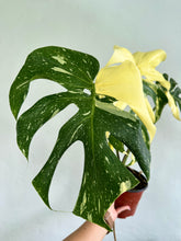 Load image into Gallery viewer, 6&quot; Monstera Thai Constellation - Dade Plant Co
