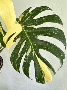 6" Monstera Thai Constellation - Dade Plant Co