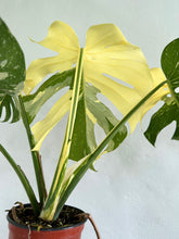 Load image into Gallery viewer, 6&quot; Monstera Thai Constellation - Dade Plant Co
