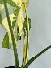 Load image into Gallery viewer, 6&quot; Monstera Thai Constellation - Dade Plant Co
