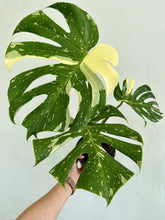 Load image into Gallery viewer, 6&quot; Monstera Thai Constellation - Dade Plant Co
