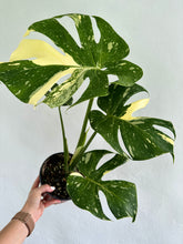Load image into Gallery viewer, 6&quot; Monstera Thai Constellation - Dade Plant Co
