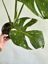 Load image into Gallery viewer, 6&quot; Monstera Thai Constellation - Dade Plant Co
