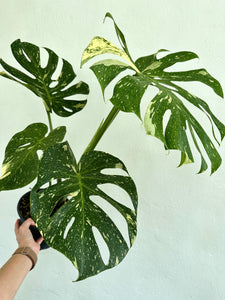 6" Monstera Thai Constellation - Dade Plant Co