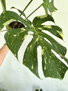 6" Monstera Thai Constellation - Dade Plant Co