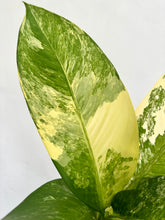 Load image into Gallery viewer, 6&quot; Variegated Dieffenbachia &#39;Big Ben&#39; - Dade Plant Co
