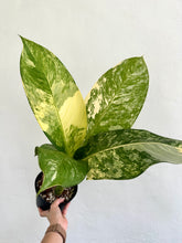 Load image into Gallery viewer, 6&quot; Variegated Dieffenbachia &#39;Big Ben&#39; - Dade Plant Co
