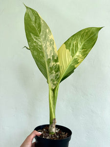 6" Variegated Dieffenbachia 'Big Ben' - Dade Plant Co