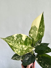 Load image into Gallery viewer, 4&quot; Aglaonema Siam Jade Variegata - Dade Plant Co
