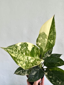 4" Aglaonema Siam Jade Variegata - Dade Plant Co
