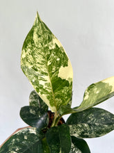Load image into Gallery viewer, 4&quot; Aglaonema Siam Jade Variegata - Dade Plant Co
