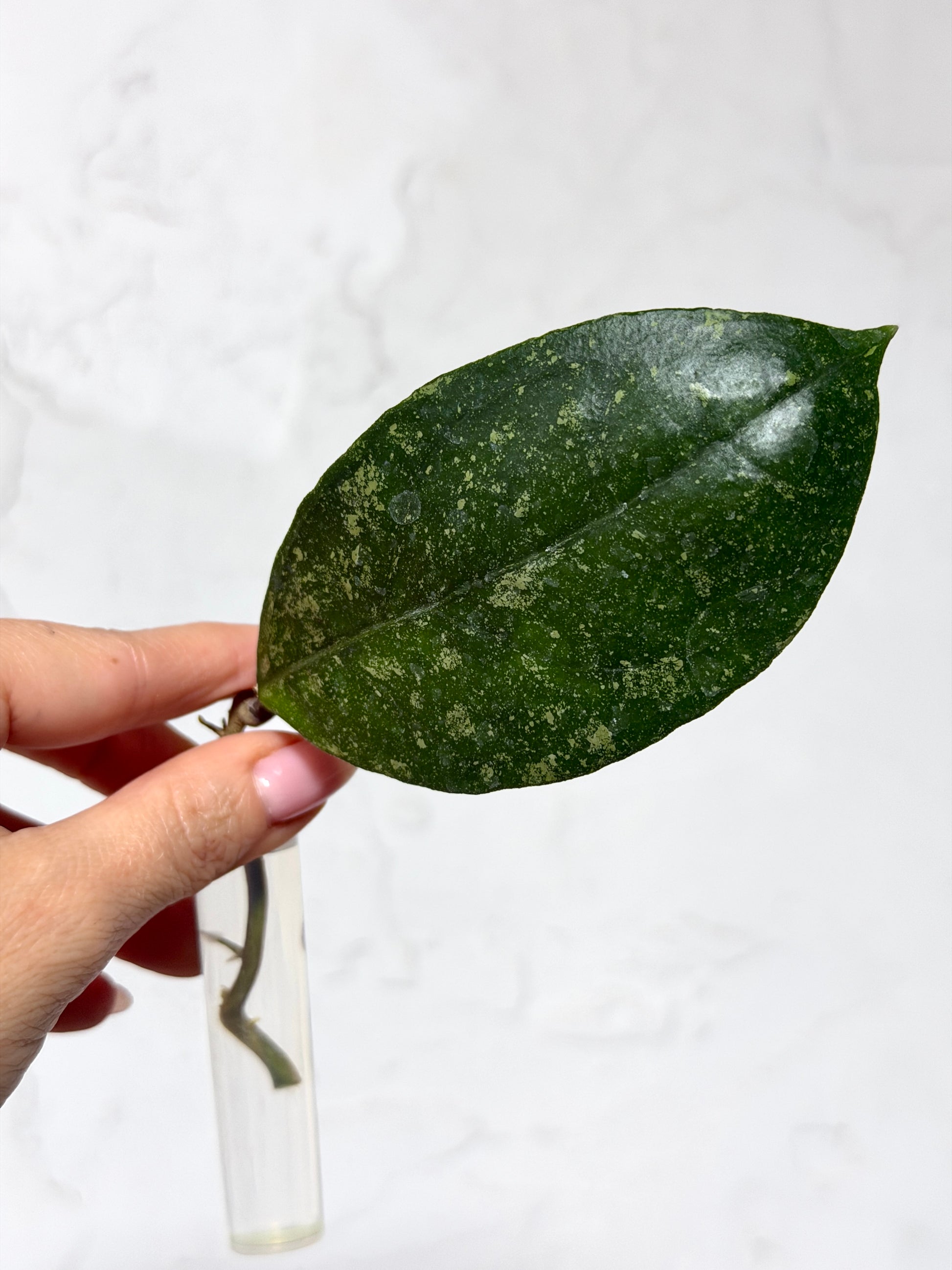 Hoya finlaysonii 'Chicken Farm' x UKN - Fresh Cutting - Dade Plant Co