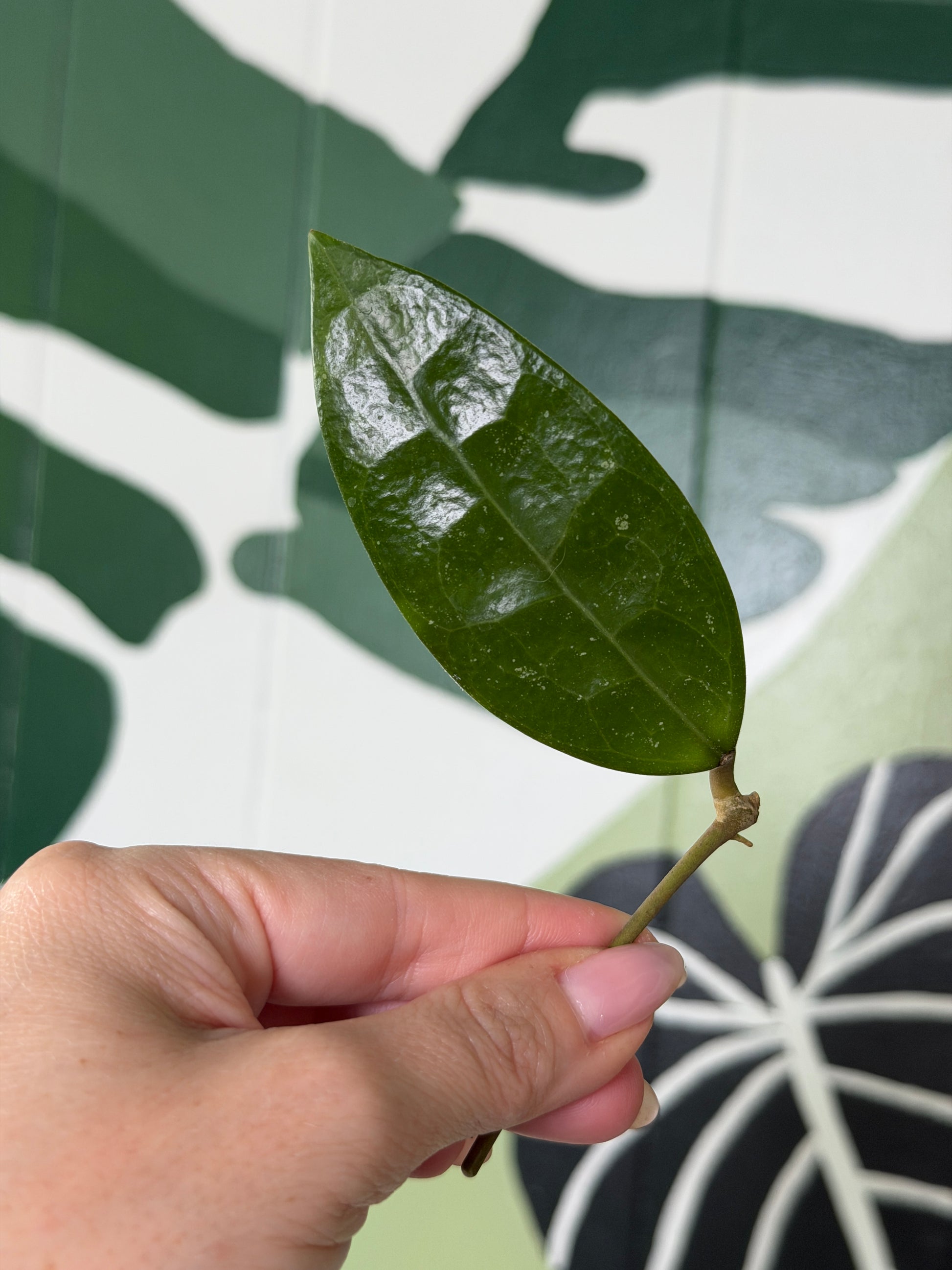 Hoya RHM 14-1 - Fresh Cutting - Dade Plant Co