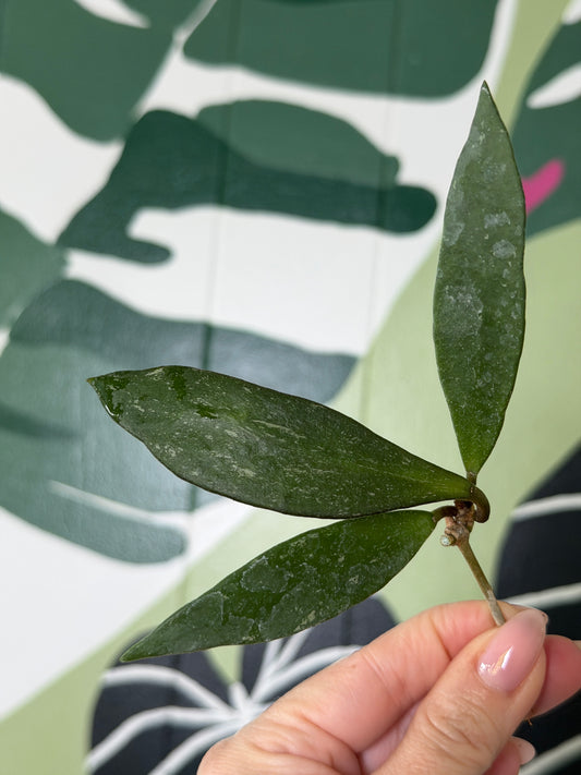 Hoya micrantha- Fresh Cutting