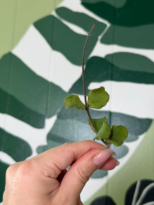Hoya kanyakmariana - Fresh Cutting - Dade Plant Co