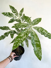 Load image into Gallery viewer, 6&quot; Variegated Money Tree &#39;Pachira Aquatica Variegata&#39; - Dade Plant Co
