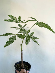 6" Variegated Money Tree 'Pachira Aquatica Variegata' - Dade Plant Co