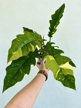 Load image into Gallery viewer, 6&quot; Philodendron &#39;Ring of Fire&#39; - Dade Plant Co
