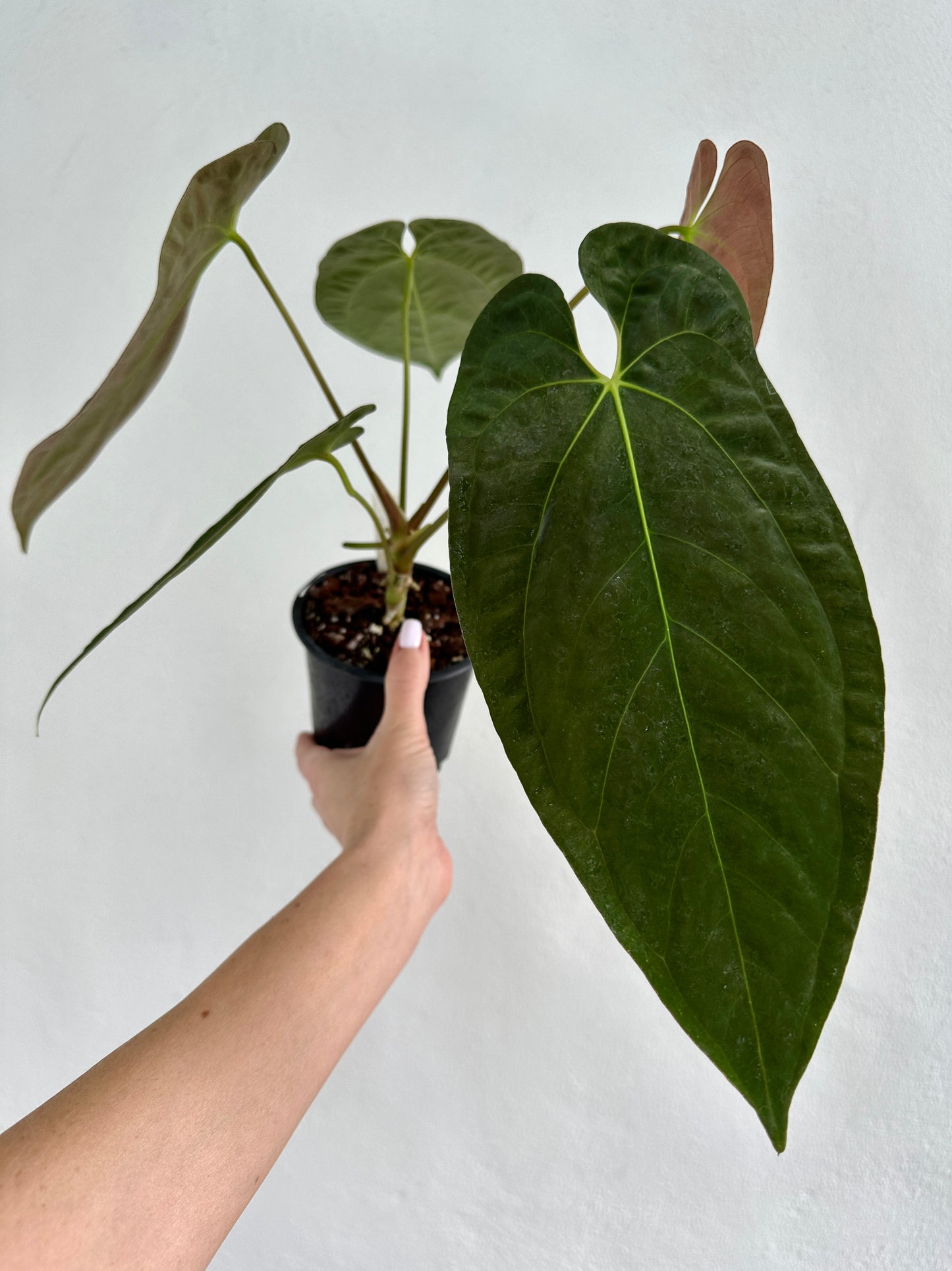 Anthurium Long Papillilaminum x #4  Papillilaminum