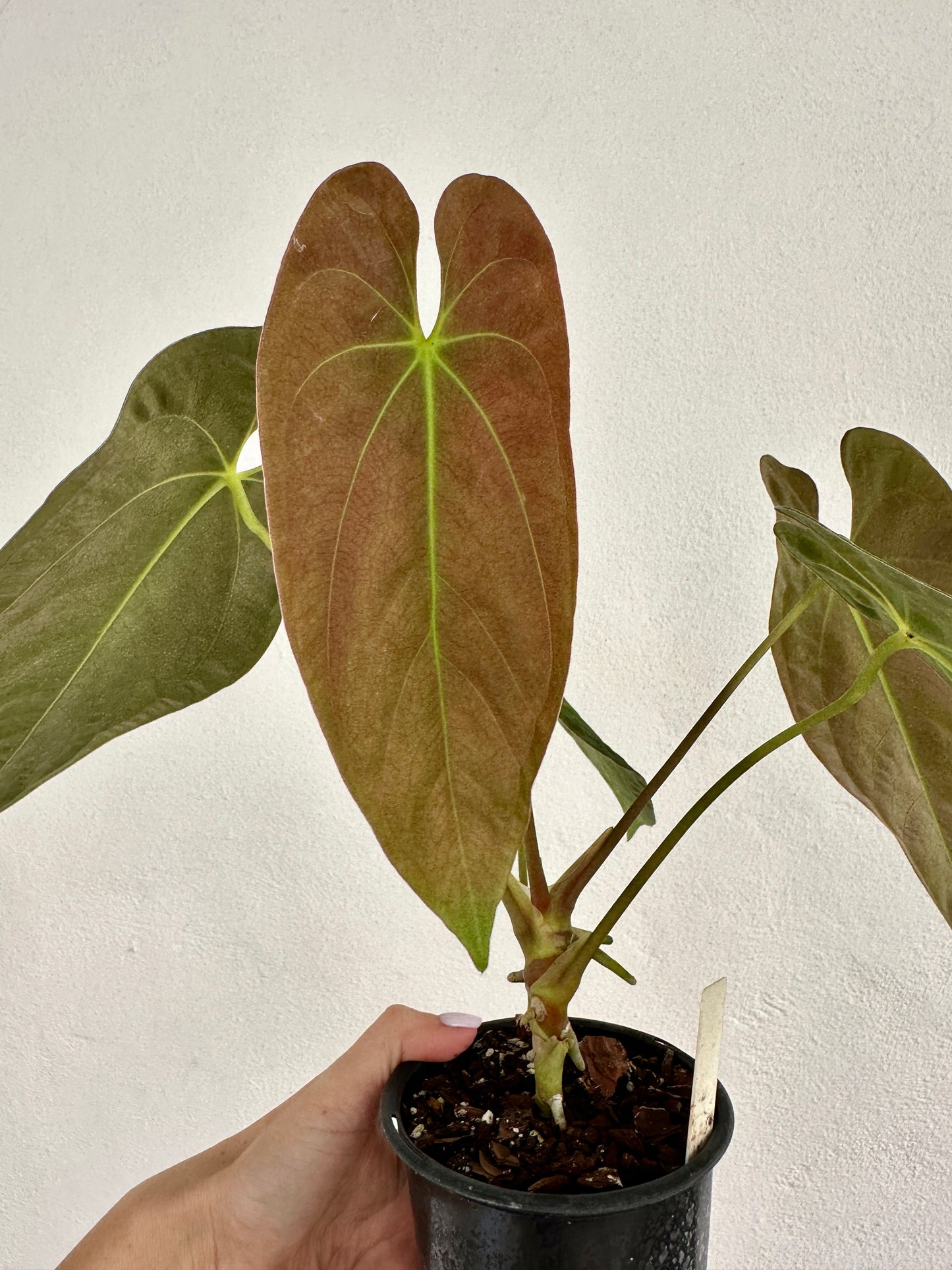 Anthurium Long Papillilaminum x #4  Papillilaminum