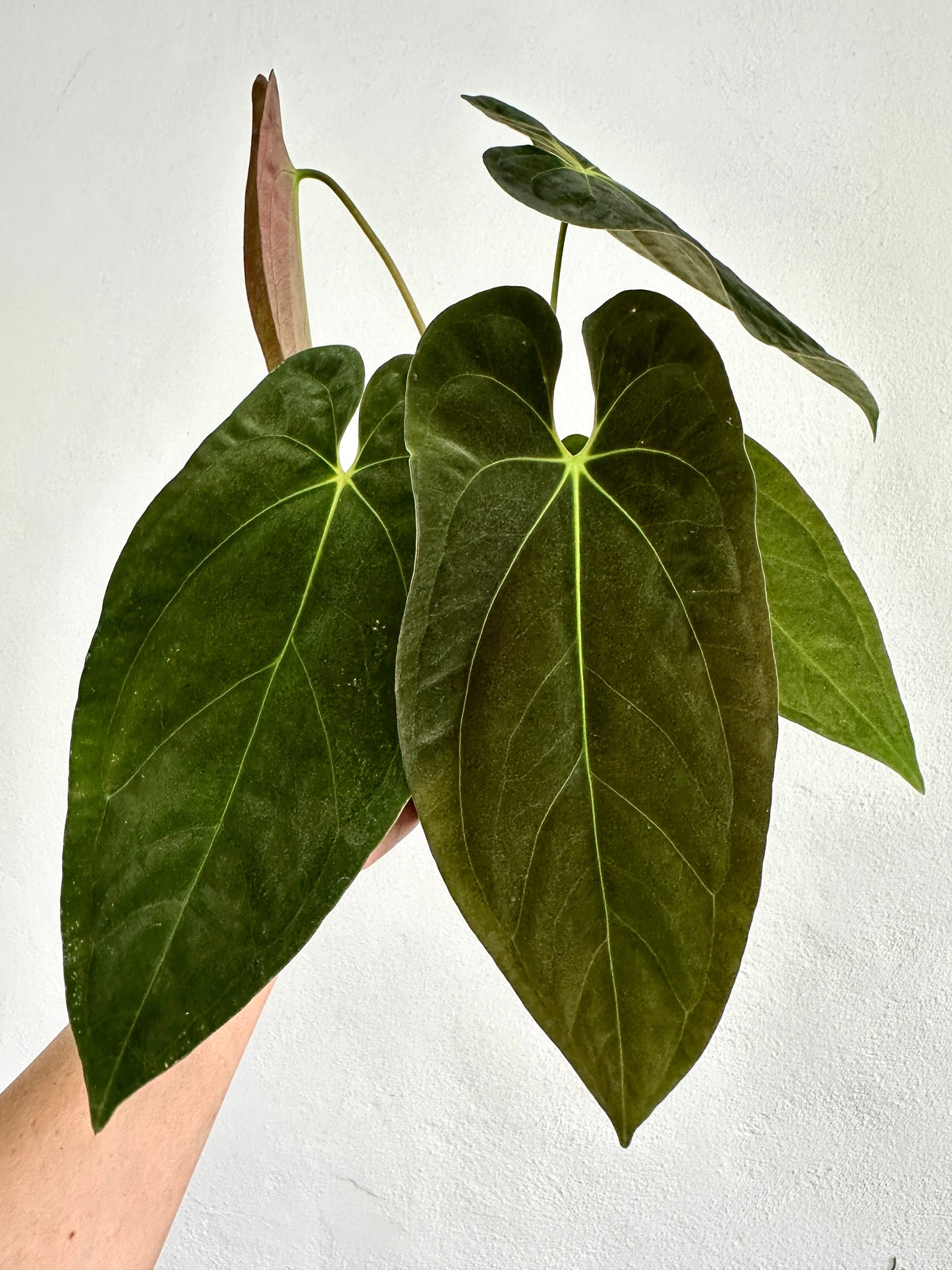 Anthurium Long Papillilaminum x #4  Papillilaminum