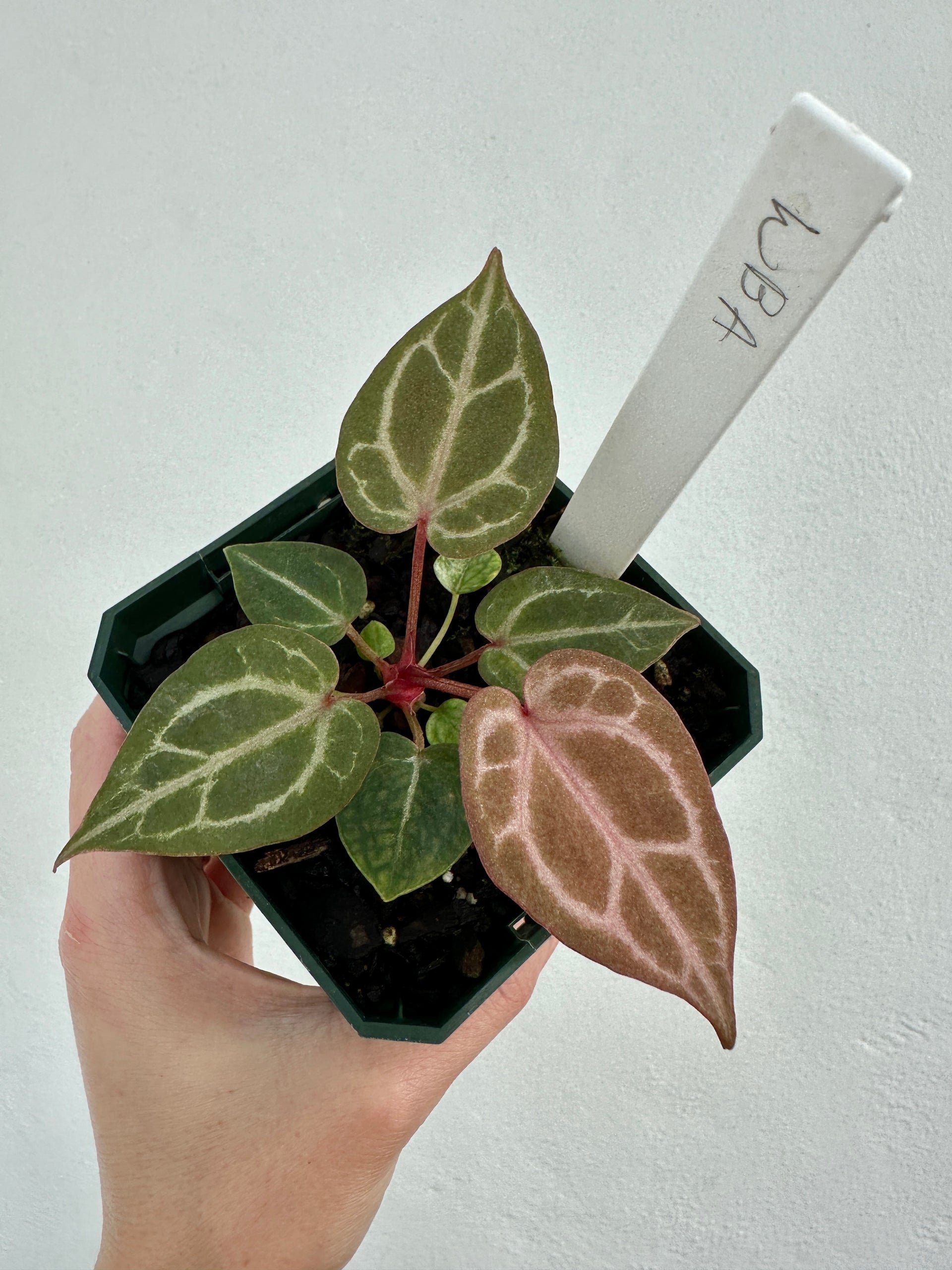 Anthurium Wonderboy A – Dade Plant Co