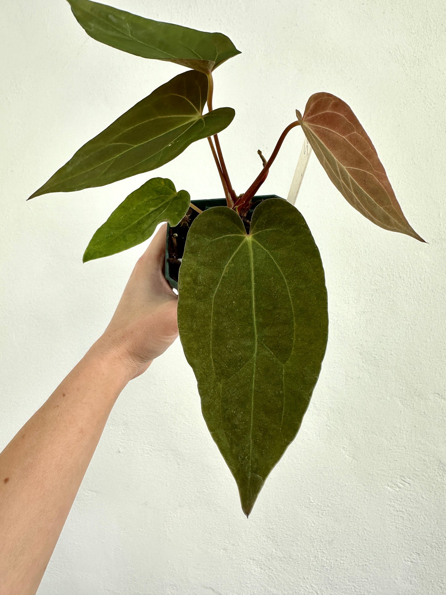 Anthurium Ace of Spades