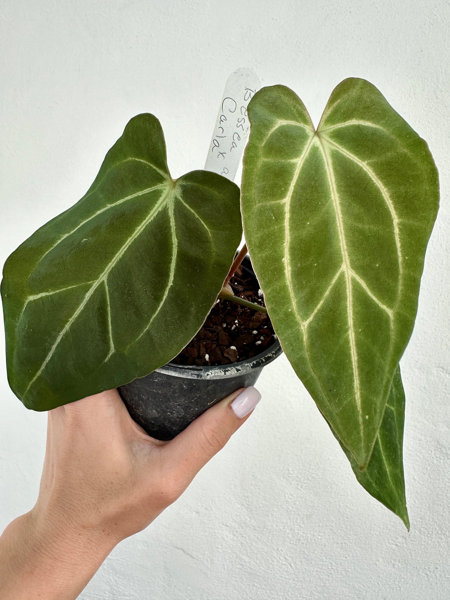 Anthurium Besseae aff x Carlablackiae