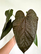 Load image into Gallery viewer, 6&quot; Anthurium Queen of Hearts - Dade Plant Co
