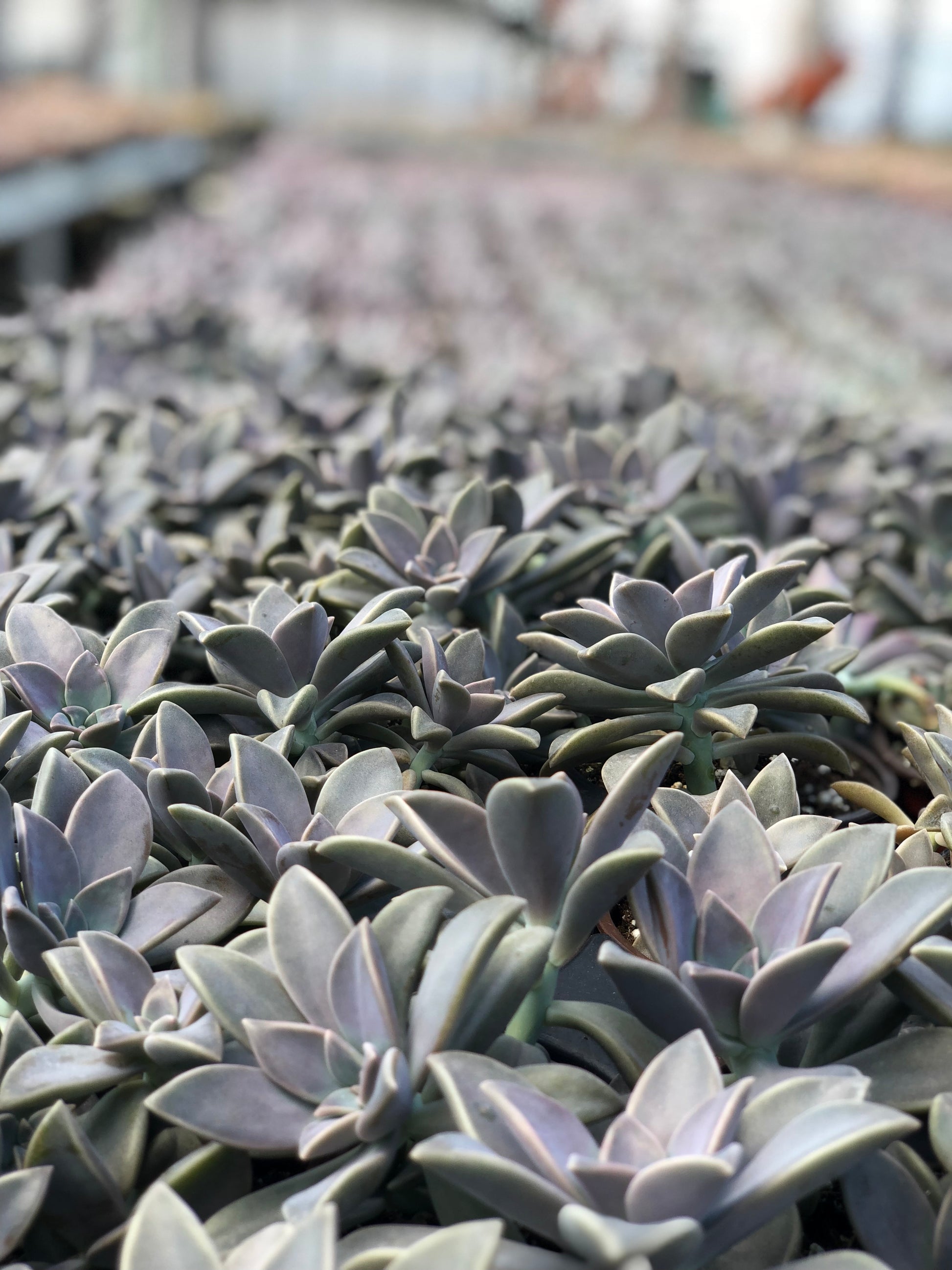 assorted succulent plants Assorted Succulent Arrangement – Dade Plant Co